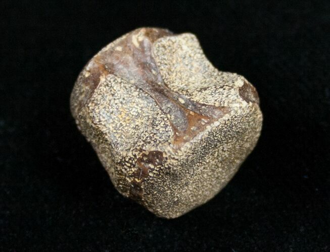 Champsosaurus Vertebrae (Cretaceous Reptile) #10826